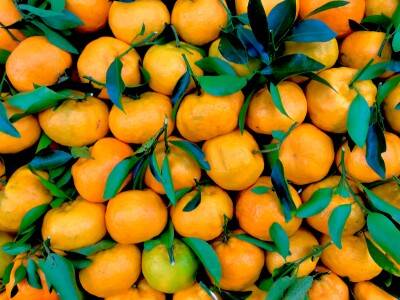 Mandarinen: Auch ohne Kerne eine kernige Zitrusfrucht